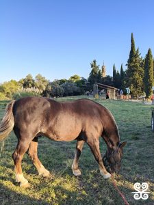 Fontada de la Salut_2025 - Inspira Arrels_23.17.16