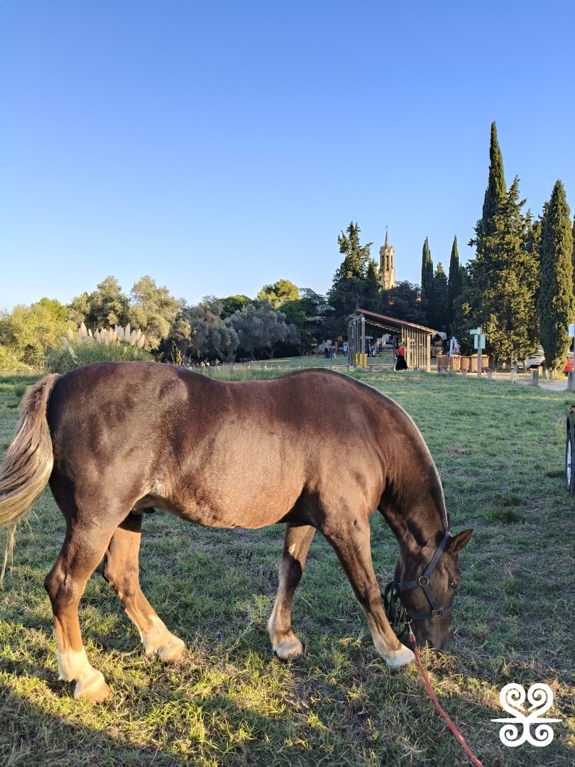 Fontada de la Salut_2025 - Inspira Arrels_23.17.16